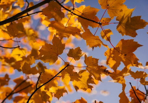 Outono: Os melhores apps para ficar por dentro das previsões